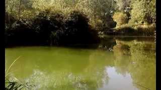 preview picture of video 'Shalford reservoirs billericay and district angling club'