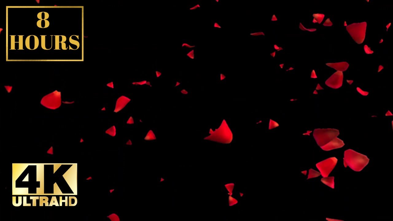 Romantic Love Valentines Red Rose Leaves Wallpaper Screensaver Background 4K 8 HOURS