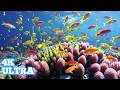 4K ULTRA DISCOVER THE MOST BEAUTIFUL UNDERWATER CREATURES EPS07