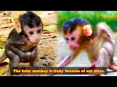 The mother monkey dropped the baby monkey into the fire ant colony and the baby monkey cried out.
