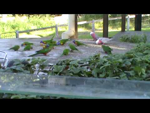 Early morning feed .