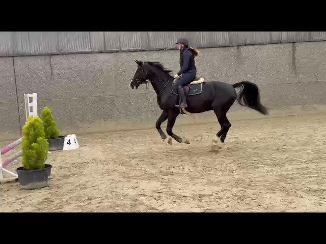 Gelding Zangersheide For sale 2020 Black