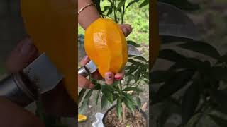 Download lagu Mangga Madu #mangga mp3 Download lagu Mangga Madu #mangga mp3