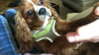 King Charles Spaniel Puppies Videos