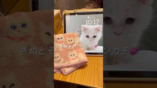 【Vlog】中国駐在妻のまったり休日🐈🤍 #vlog #中国 #駐在妻 #駐妻 #深圳 #海外生活 #海外在住 #ねこ #日常 #cat #china #shenzhen #マンチカン #夫婦