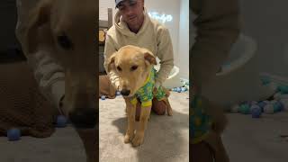 I mean we got there eventually… #dogsofyoutube #dog #dogs #husky #goldenretriever #puppy