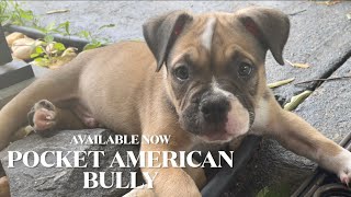 Pocket American Bully Puppy | ABKC & UKC Registered | Puppies Available | For Sale Cute Adorable Top