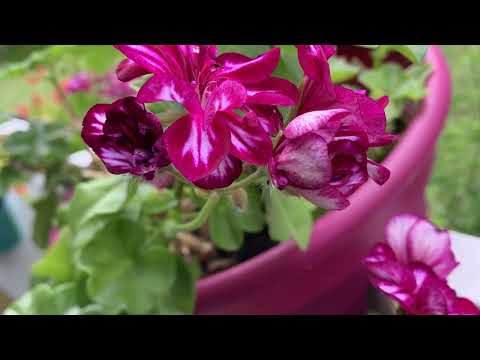 Paulo Coelho: A kém 2.(befejező) rész