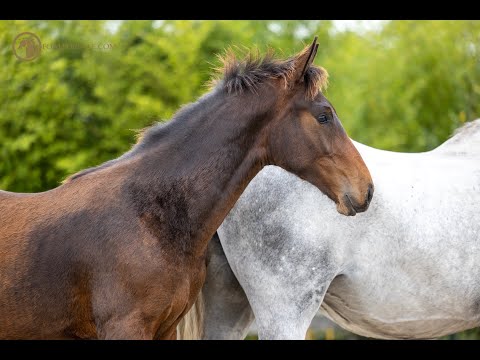 SOLD: Stallion 2021 - Diamant de Semilly x Corrado I x Contender