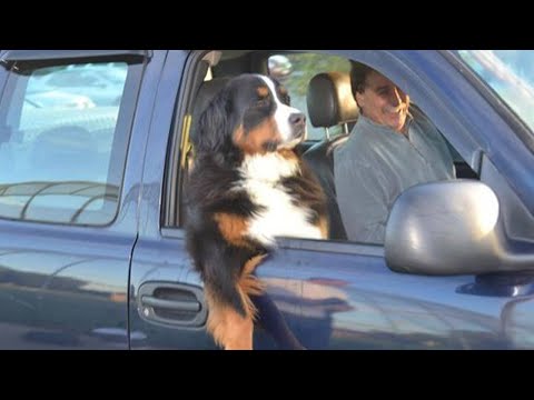 ¡Perros Traviesos que Te Harán Morir de Risa! La mascota más divertida de 2024