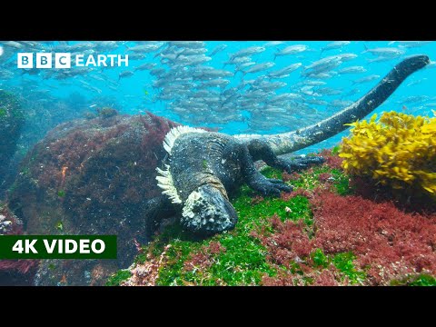 Rare Look at How Marine Iguanas Feed Underwater | 4K UHD | A Perfect Planet | BBC Earth