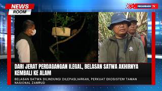 Belasan Satwa Hasil Penyelamatan Kembali Ke Habitat Alami