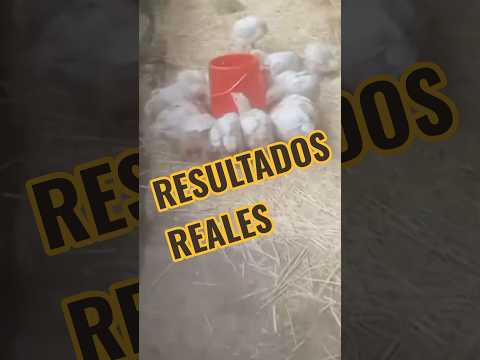 📦 ¡NUESTRO CLIENTE ELÍ REPORTA DESDE SAN PABLO, CAJAMARCA! 🇵🇪🐔💪 917471376 #DoblePechuga