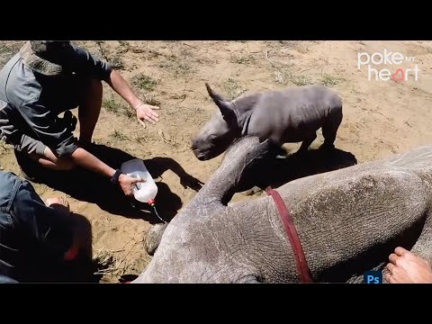 Protective Baby Rhino Guards Mother During Toe Treatment