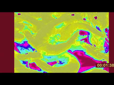 Microsoft Sam Meets Perfect Effect