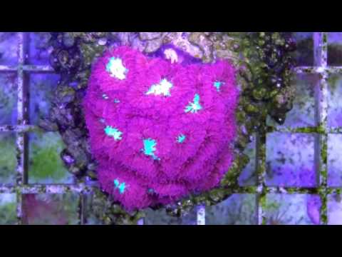 Blastomussa Merleti @ German Coralfarm