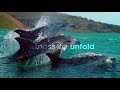 Blue Planet II Trailer Sony BBC Earth