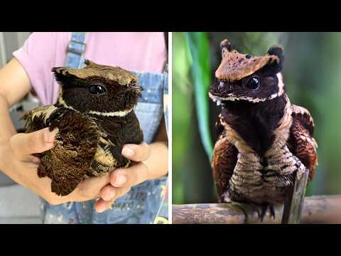 Great-Eared Nightjar 🦅 A Real-Life Dragon Bird!