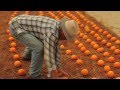 Shock Top Belgian White Beer Austin Earthwork Preview