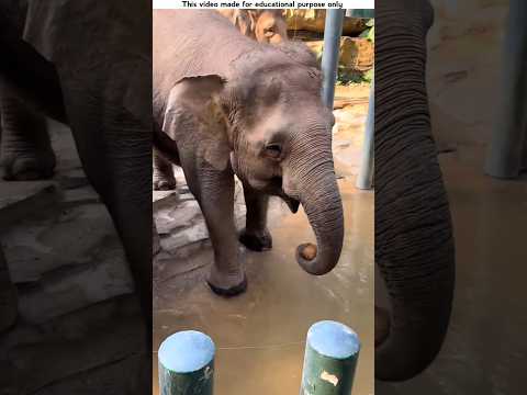 Elephants are very intelligent animals.😳 #shorts