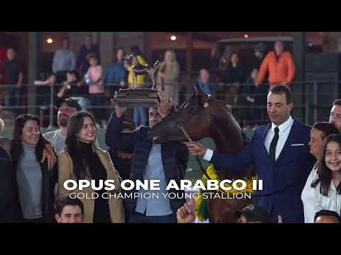 BRAZILIAN NATIONAL 2023 - The outstanding performance of 𝐎𝐩𝐮𝐬 𝐎𝐧𝐞 𝐀𝐫𝐚𝐛𝐜𝐨 𝐈𝐈 (El Tino x Bretta UB)