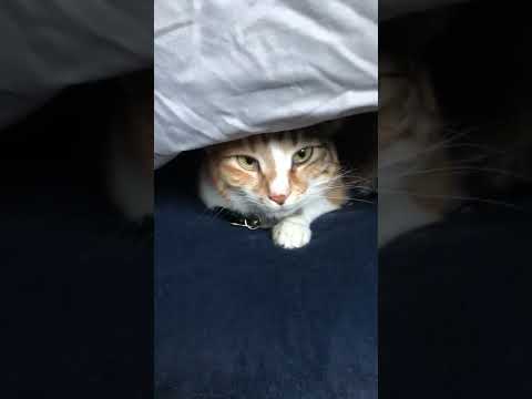 Cat Hides Under Comforter