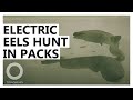 Shocking Discovery! Electric Eels Hunt in Packs