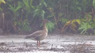 野薑花田區凍原豆雁