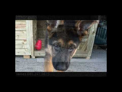 Dog Kennels Fully Insulated - Image 2