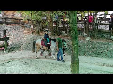 Najah Riding Horse @ Farm In The City