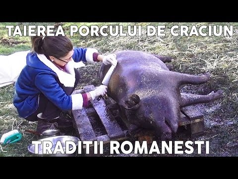 , title : 'Taierea si Transarea Porcului de Craciun - Traditii Romanesti de Ignat [Eng Sub]