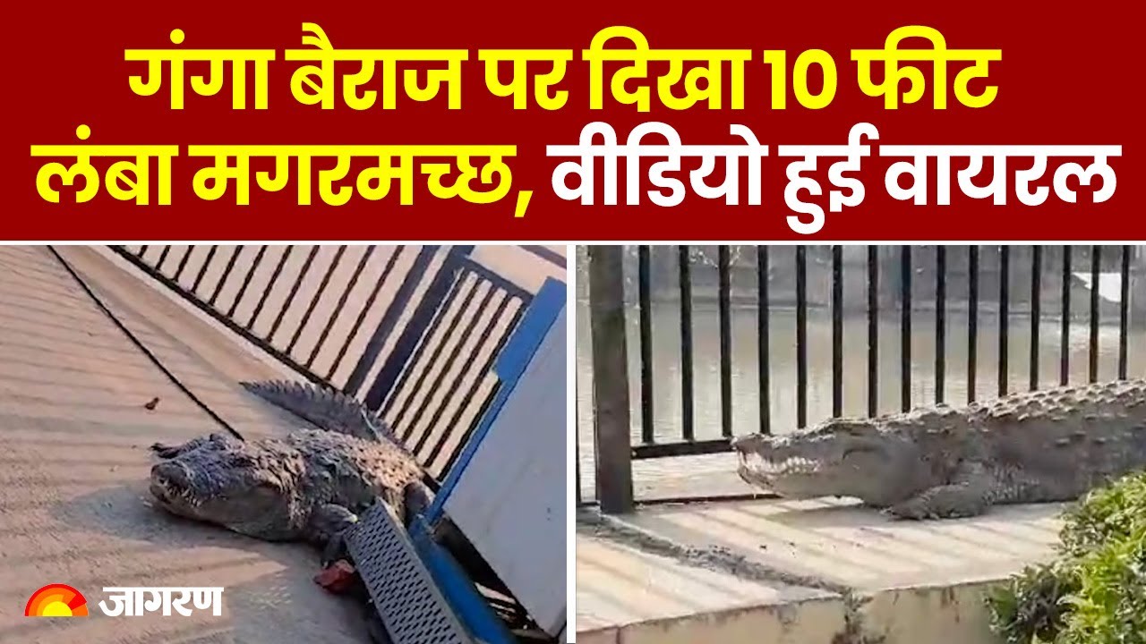 UP NEWS: गंगा बैराज पर दिखा 10 फीट लंबा मगरमच्छ, मौके पर मौजूद लोगों में मची भगदड़