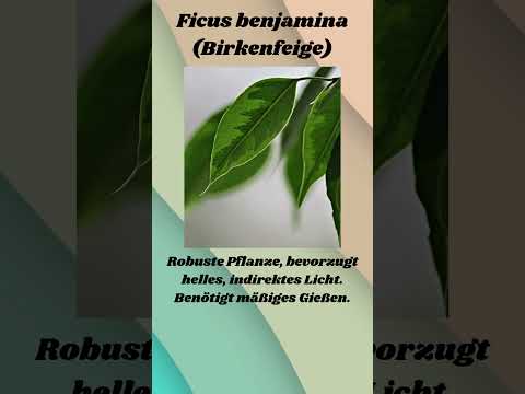 Ficus benjamina - Die Birkenfeige