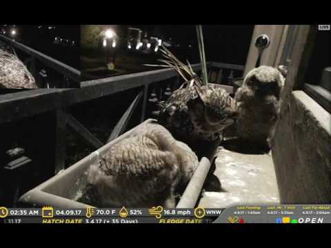 Altera feeds a snake to Principio