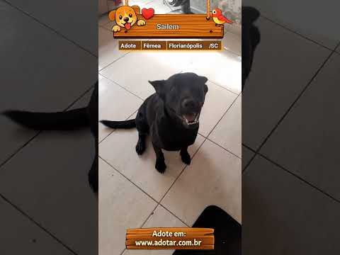 Vídeo de Sailem