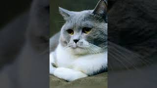 Download lagu Story Wa Kucing sedih galau π₯π₯π₯πππ mp3 Download lagu Story Wa Kucing sedih galau π₯π₯π₯πππ mp3