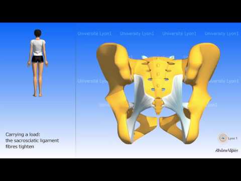 Arthrology of the pelvis the sacroiliac joint