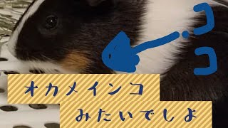【モルモット】の親びんさん！♯5おねだりに思わず声が出る！【guineapig】