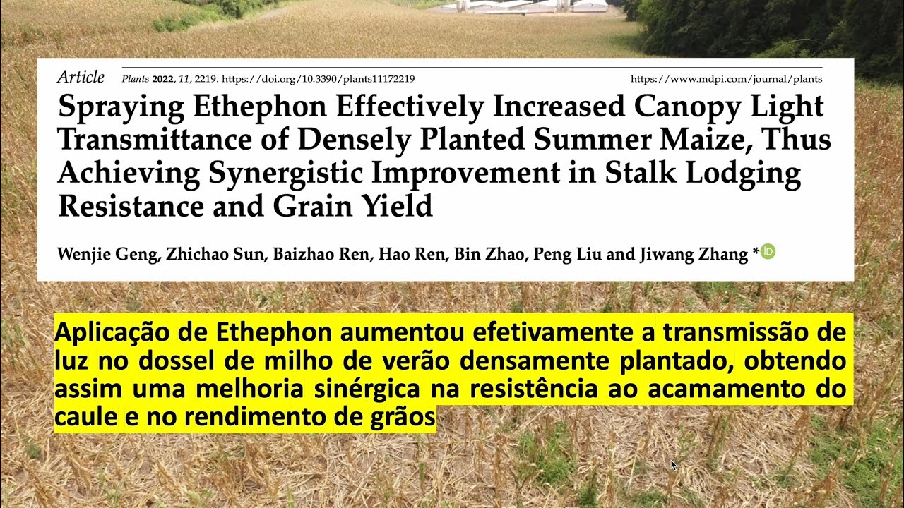 Resultados do Uso de Ethephon em milho - série artigos científicos
