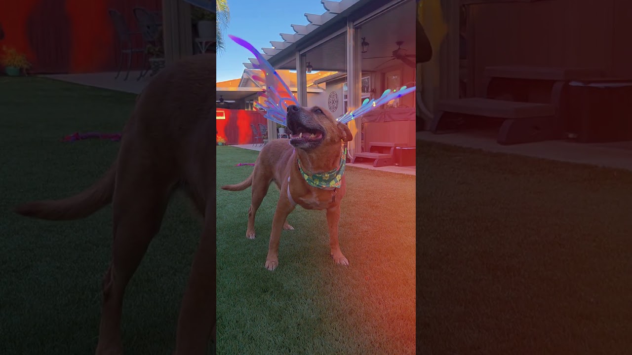 Michele, a ADOPTABLE mixed breed in Murrieta, CA video 6/6