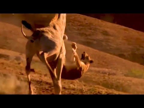 Lion fails to hunt the giraffe!😱