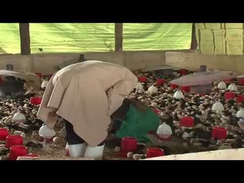 Rainbow Rooster Chicken Breed in Kenya