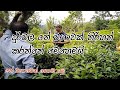 දුර්වල තේ වගාවක් තිරිහන් කරන්නේ මෙහෙ�