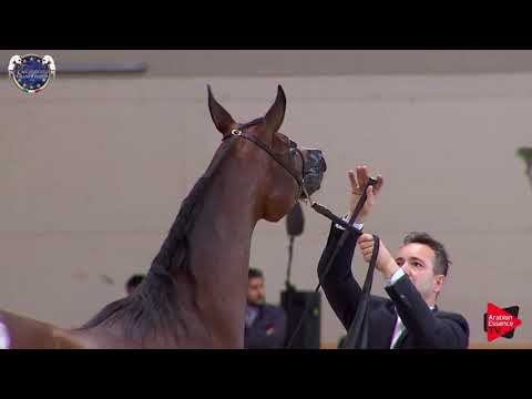 N 30 NOHIBA REGALIS   European Championship 2019   2 Years Old Fillies Class 4