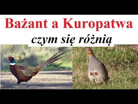 Pheasant and Partridge - What are the differences?