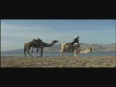 Camels in the desert from National Geographic, music by Tal Babitzky