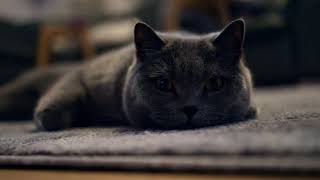猫の日常
