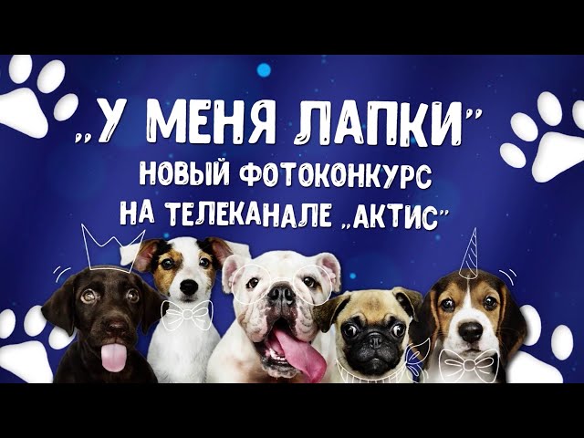 Подведены итоги проекта «У меня лапки». Поздравляем победителей!