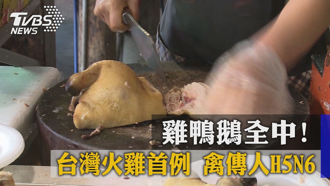 雞鴨鵝全中!台灣火雞首例禽傳人H5N6