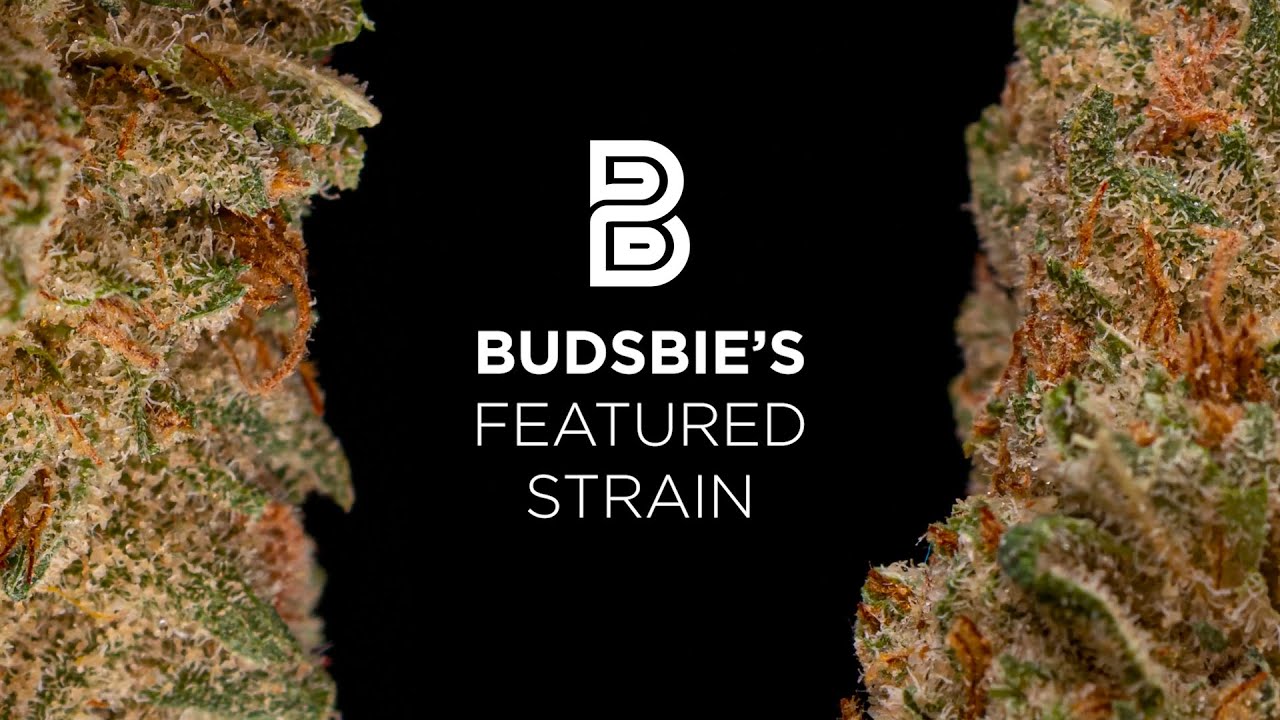 Bodhi Seed's Phone Home Strain by Rise Dispensary | Budsbie's Featured Strain